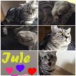 Juliette Jule Collage.jpg